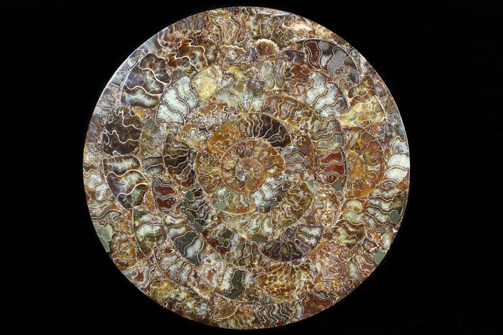 Composite Plate Of Agatized Ammonite Fossils #77788